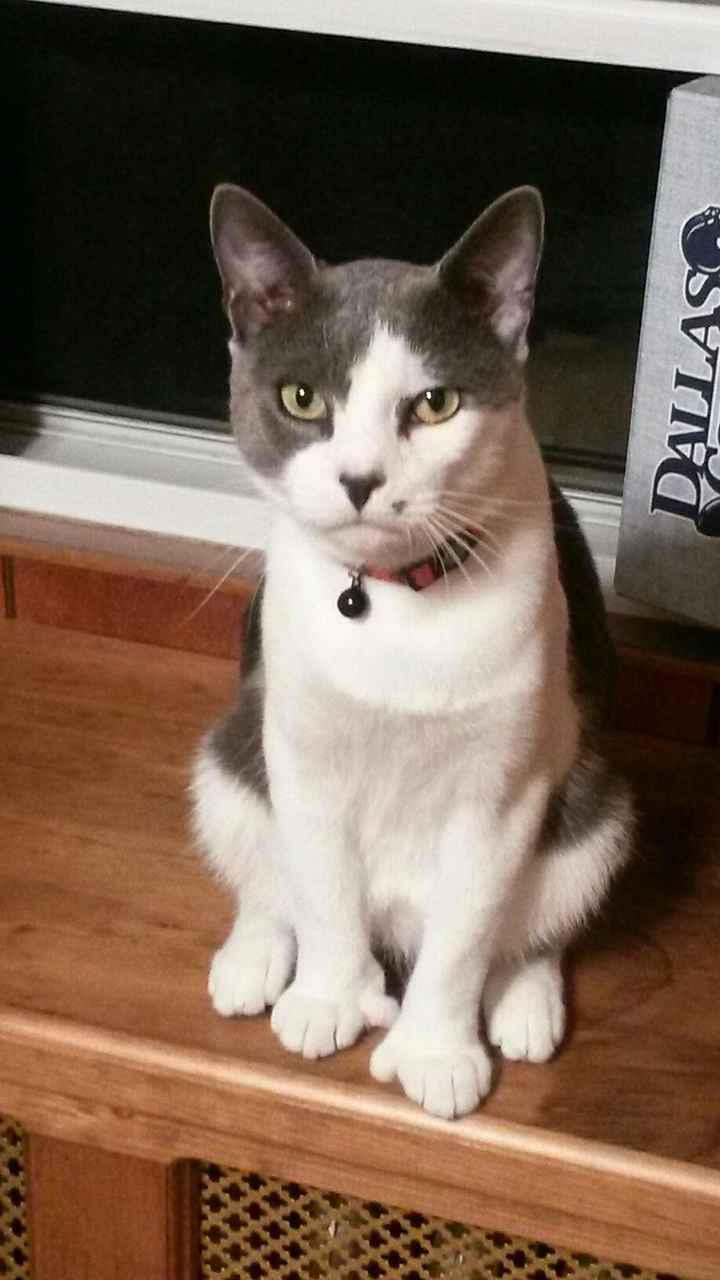 Show my your kitties!
