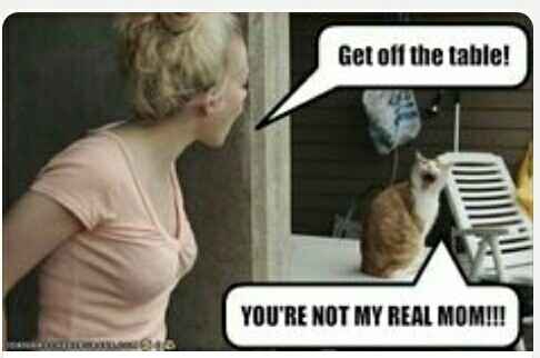 Show my your kitties!