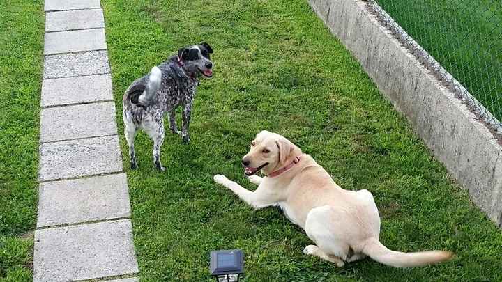 NWR: National Dog Day!