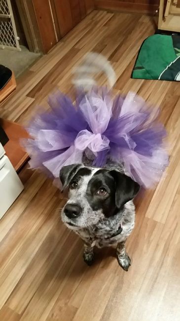 NWR- puppies, Dalmatians!