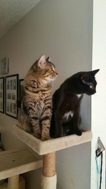 Fur Babies! :)