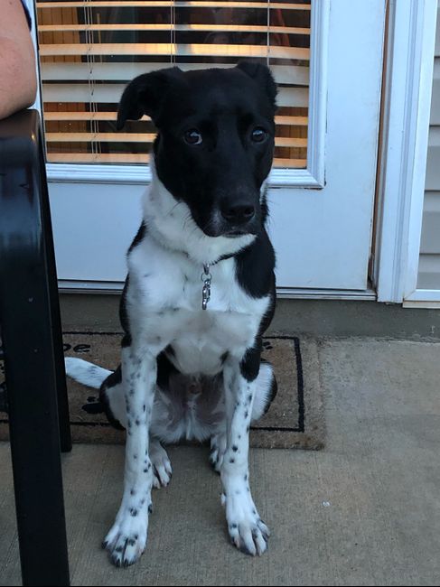 a "ruff" Decision - 1