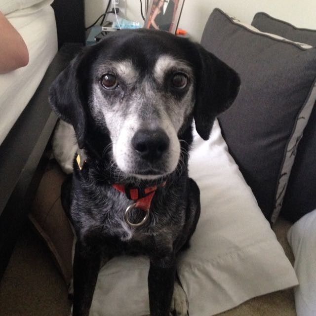 Spinoff: Show us your rescues!