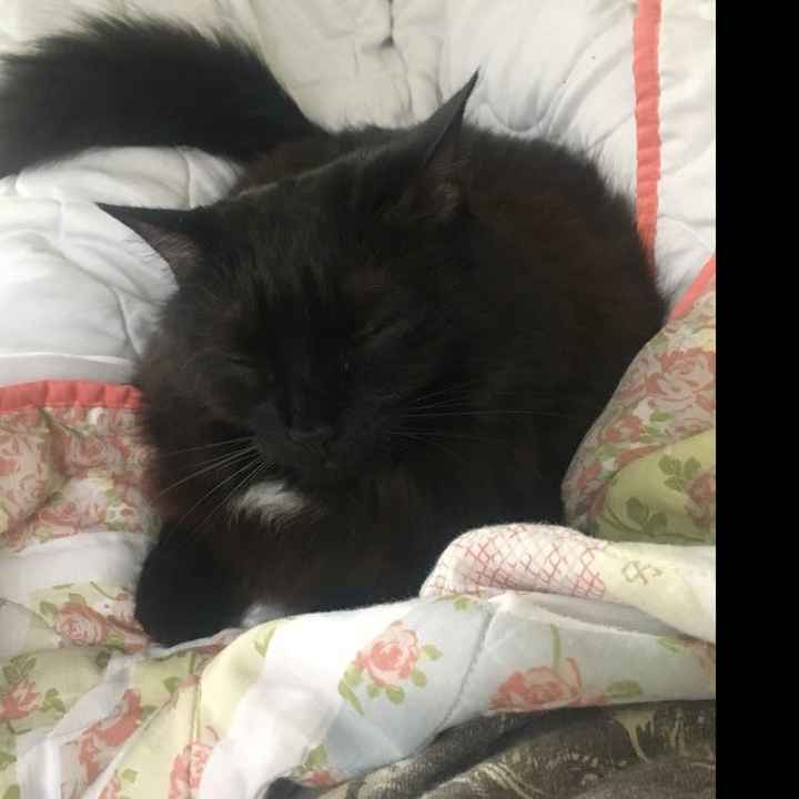 NWR: Show me your fur babies