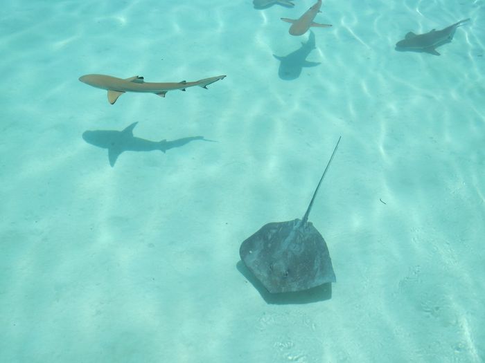 BAH!!!  Moorea is amazing!!!