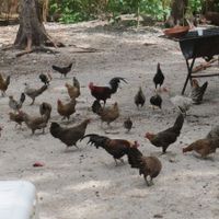 BAH!!!  Moorea is amazing!!!