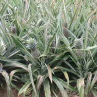 BAH!!!  Moorea is amazing!!!