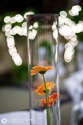Does anyone have any nice gerbera daisy centrepiece pictures?