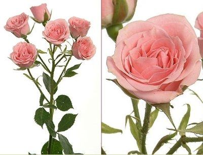 DIY Floral Questions