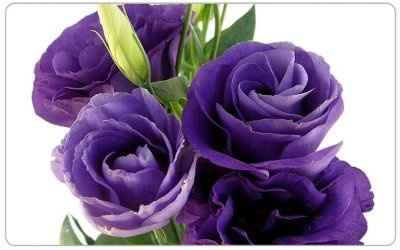 Having Difficulty choosing wedding flowers