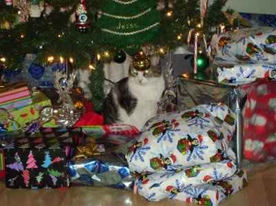 My furbaby: pics of the evil thing included