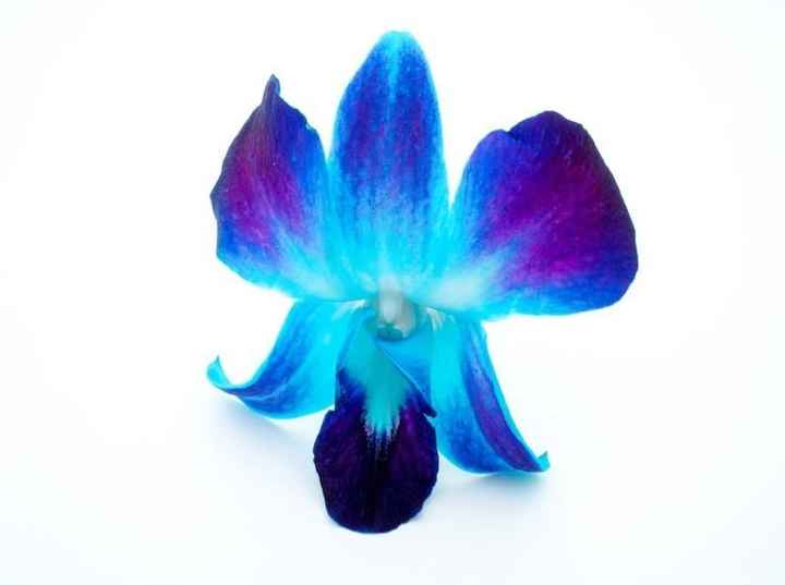 February 2018 brides