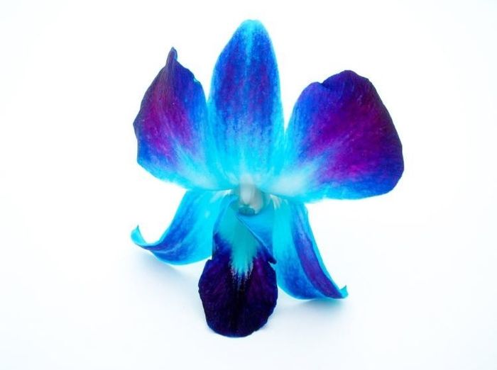 February 2018 brides