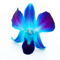 February 2018 brides