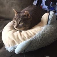 NWR: Our fur baby is going to the big dog park in the sky :(