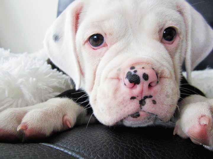 NWR - Furbaby Friday