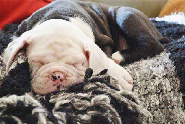 NWR: Lets talk pets.