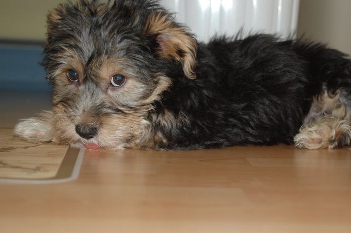 NWR: Lets talk pets.