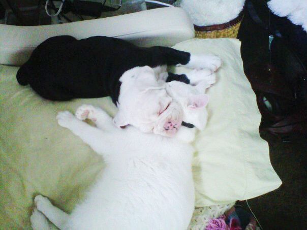 NWR: Lets talk pets.