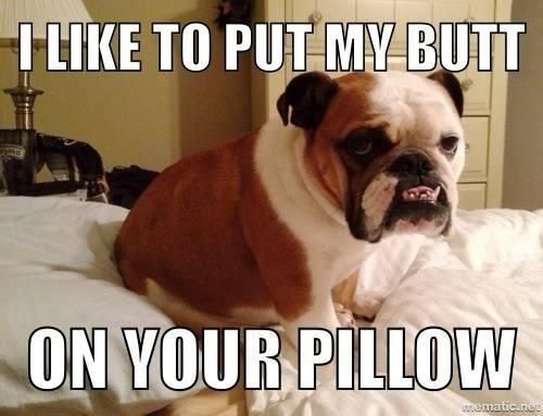 NWR: Need to see some funny memes! Stressed at work.