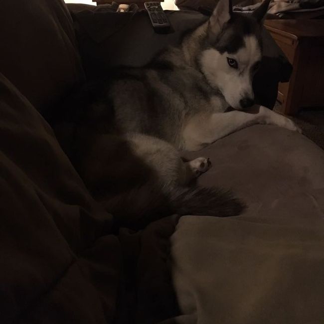 Nwr: my pup