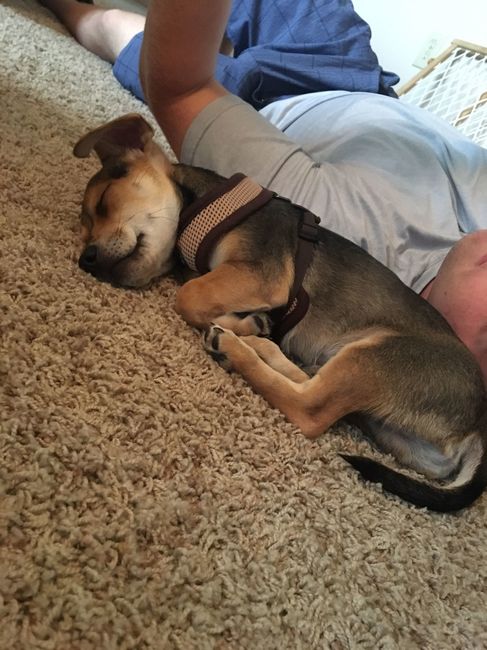 Furbaby pick me up