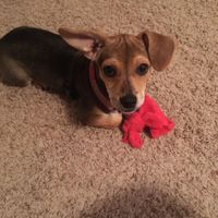 NWR- let's talk dogs!