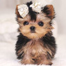 Minnie