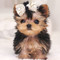 Minnie