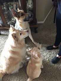 Colorado Venues that are dog friendly