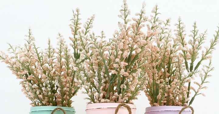 Anybody know what kinda plants these are?