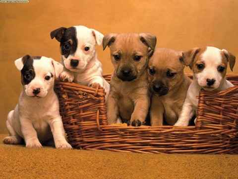 NWR: Memes & Cute Animal Pictures