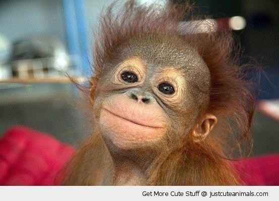 NWR: Memes & Cute Animal Pictures