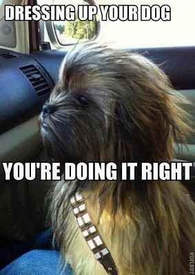 NWR: Memes & Cute Animal Pictures