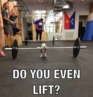 NWR: Memes & Cute Animal Pictures