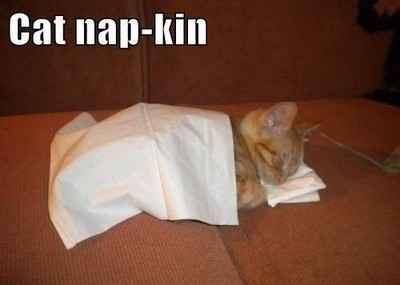 NWR: Memes & Cute Animal Pictures