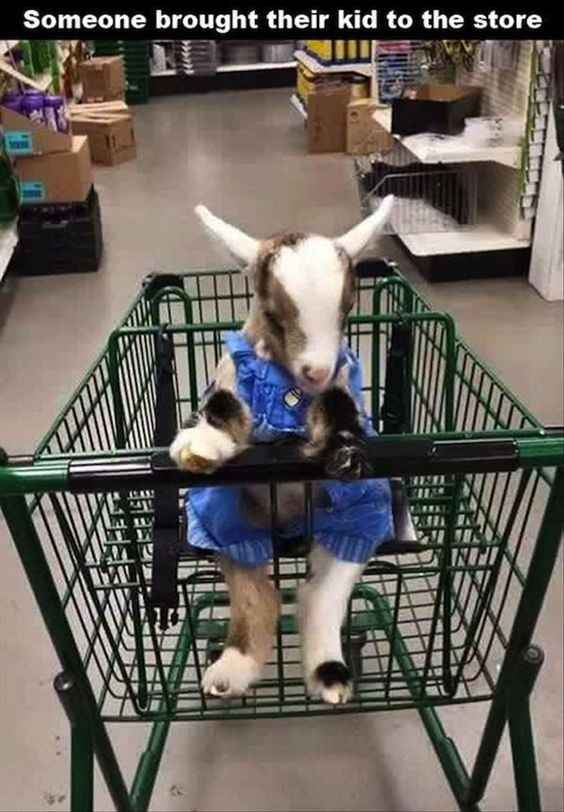 NWR: Memes & Cute Animal Pictures