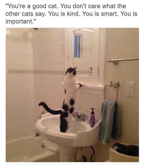NWR: Memes & Cute Animal Pictures