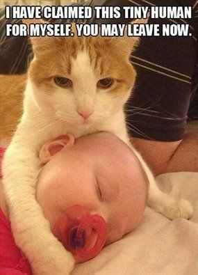 NWR: Memes & Cute Animal Pictures