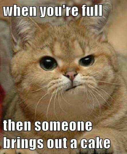NWR: Memes & Cute Animal Pictures