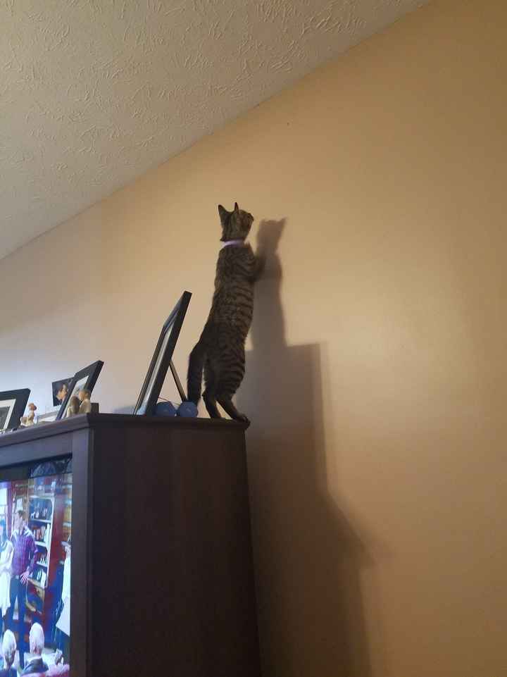 NWR:  Show me your fur babies!