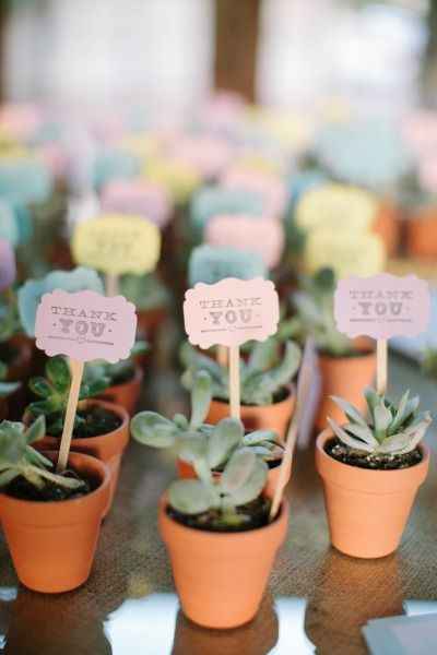 Succulents - {Bella Reese Photography}
