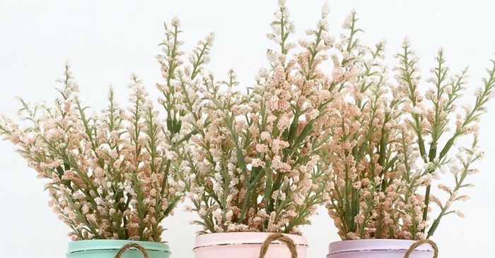 Anybody know what kinda plants these are?