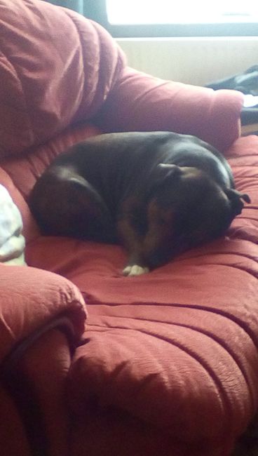 NWR- pets! We love them show me yours :)