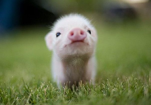 NWR: Memes & Cute Animal Pictures