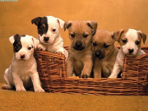 NWR: Memes & Cute Animal Pictures