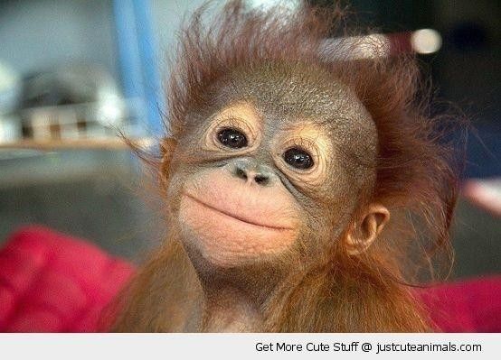 NWR: Memes & Cute Animal Pictures