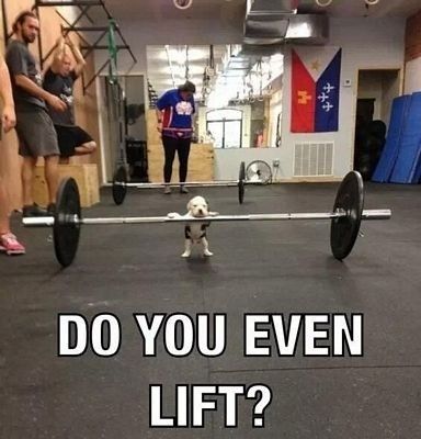 NWR: Memes & Cute Animal Pictures