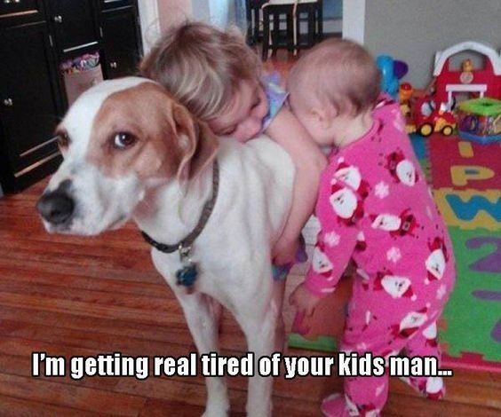 NWR: Memes & Cute Animal Pictures