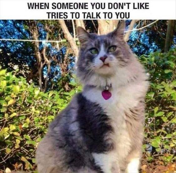 NWR: Memes & Cute Animal Pictures